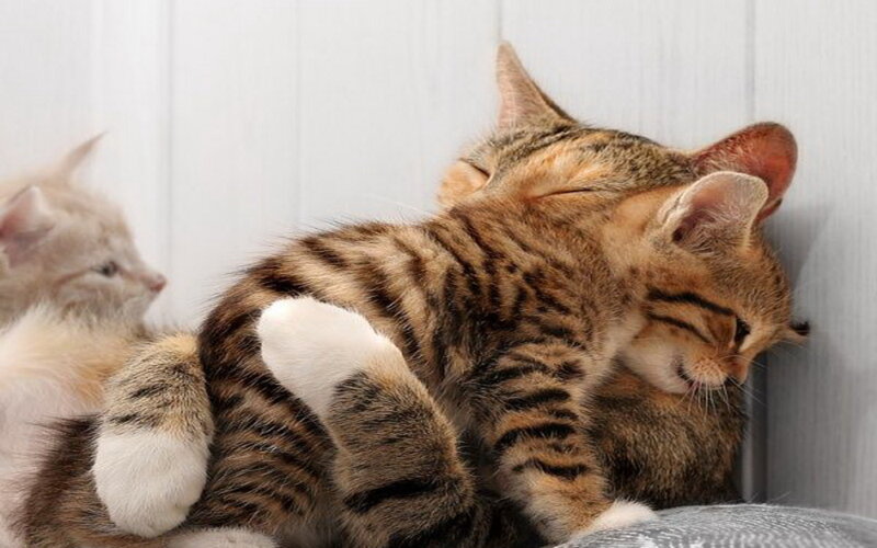 Tabby Kitten Sleeping — Brown, Peaceful, Photograph, Wall, Pillow