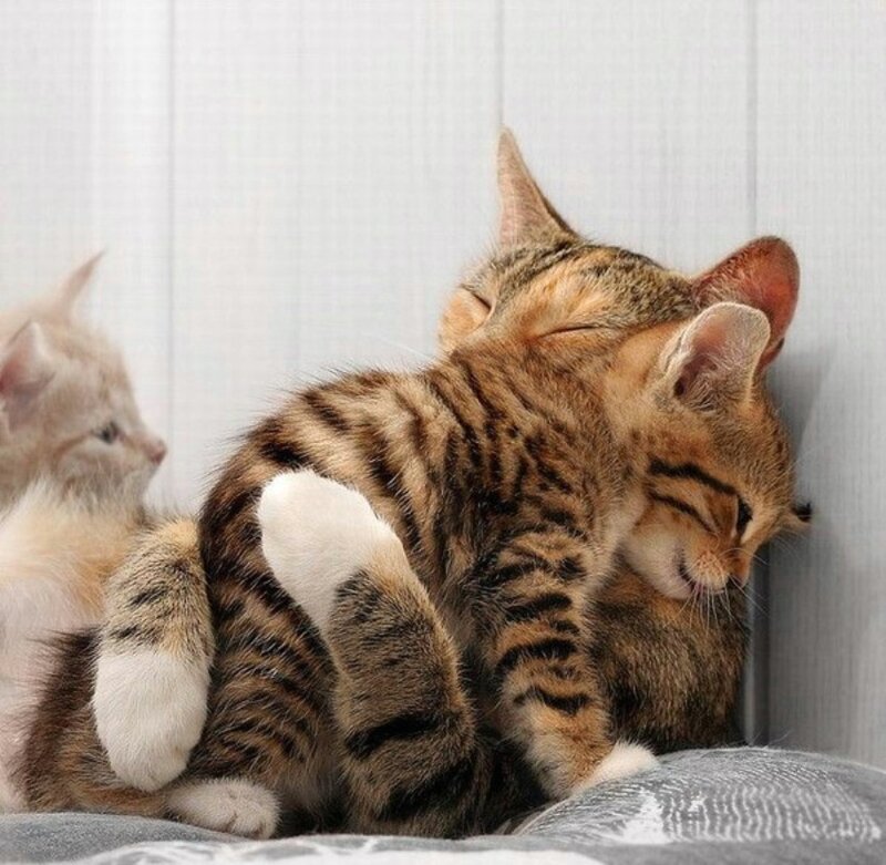 Tabby Kitten Sleeping — Brown, Peaceful, Photograph, Wall
