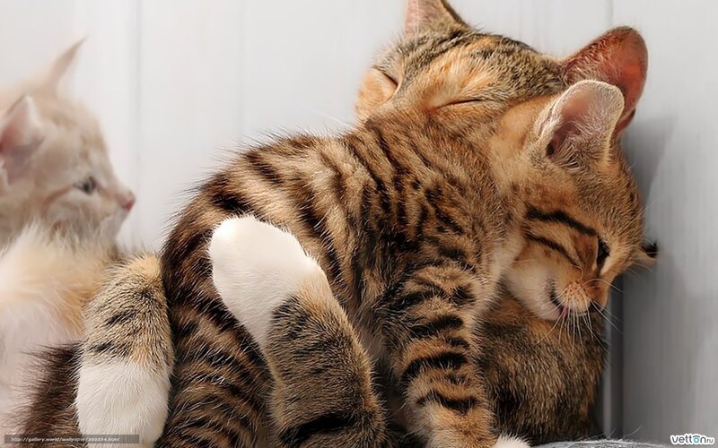 Tabby Kitten Sleeping — Brown, Peaceful, Photograph, White Wall, Paw