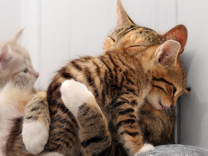 Tabby Kitten Sleeping — Brown, Peaceful, Photograph, White Wall