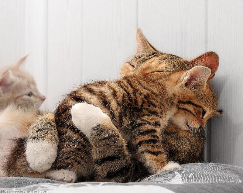 Tabby Kitten Sleeping — Brown, Peaceful