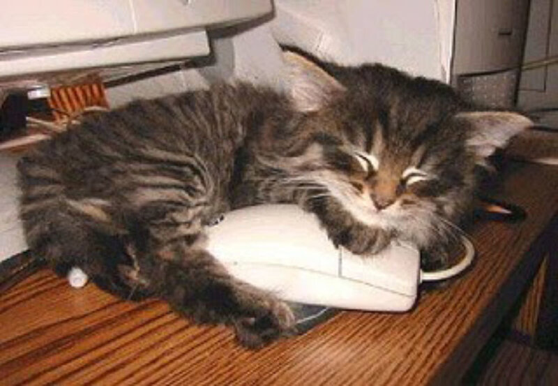 Tabby Kitten Sleeping — Brown, Sleepy