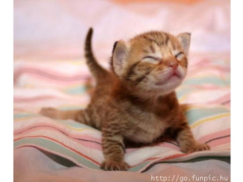 Tabby Kitten Sleeping — Brown