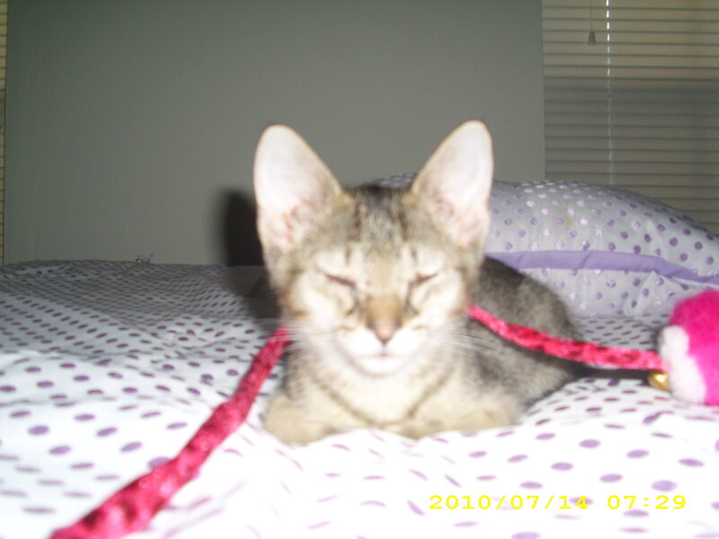 Tabby Kitten Sleeping — Gray, Calm