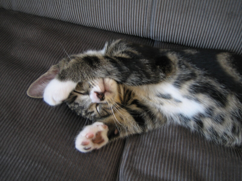 Tabby Kitten Sleeping — Gray, Peaceful