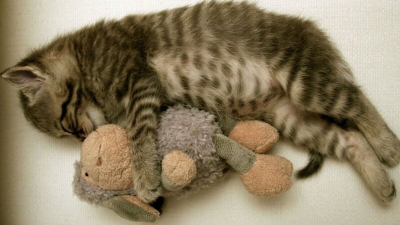 Tabby Kitten Sleeping — Gray