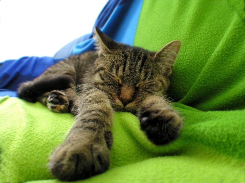 Tabby Kitten Sleeping — Green