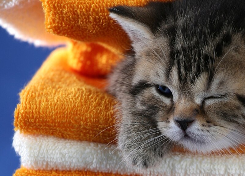 Tabby Kitten Sleeping — Orange