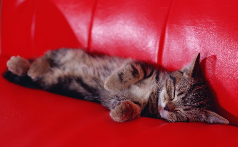 Tabby Kitten Sleeping — Red, Peaceful, Photograph, Couch