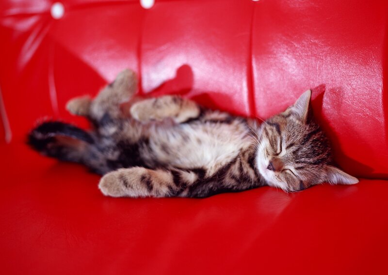 Tabby Kitten Sleeping — Red, Peaceful, Photograph