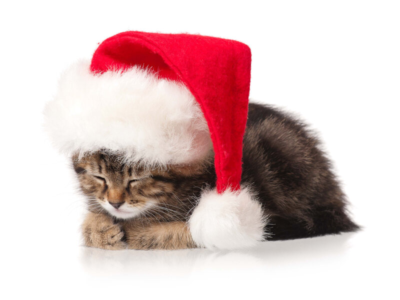 Tabby Kitten Sleeping — Red, Peaceful