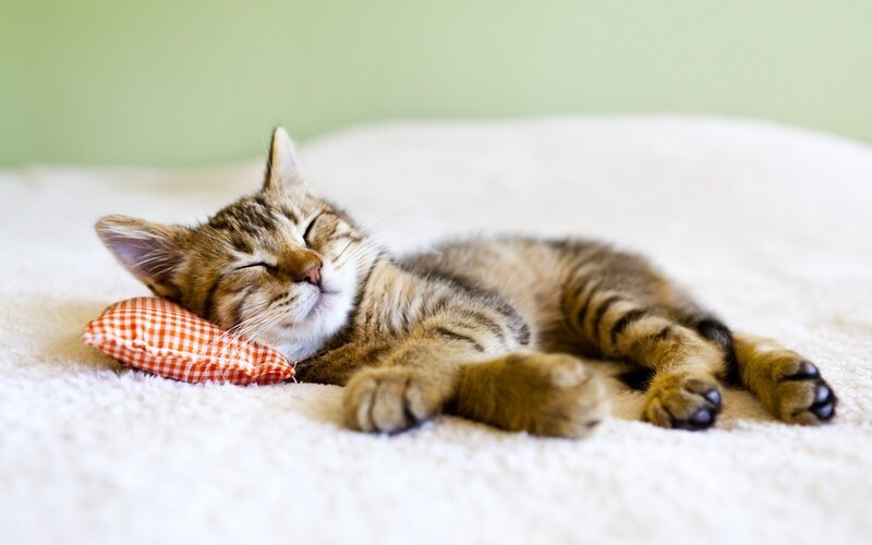Tabby Kitten Sleeping — White, Peaceful
