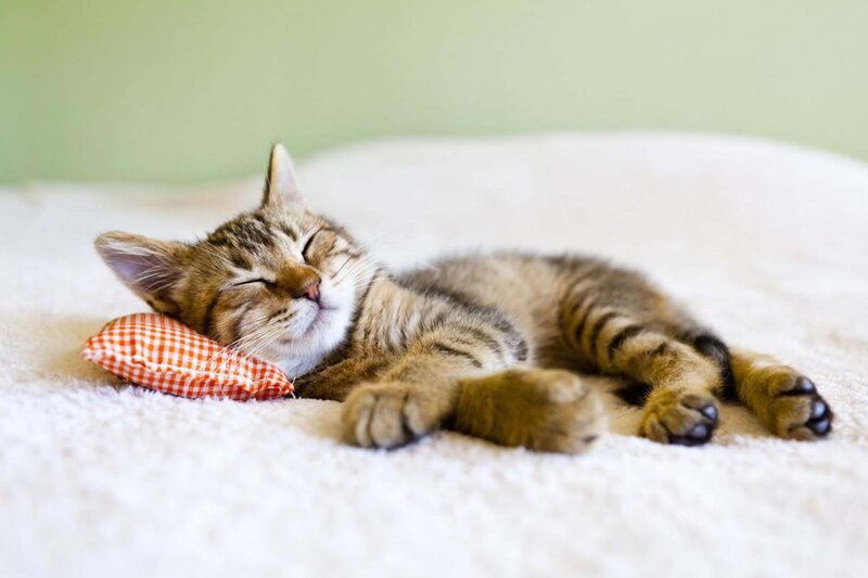 Tabby Kitten Sleeping — White