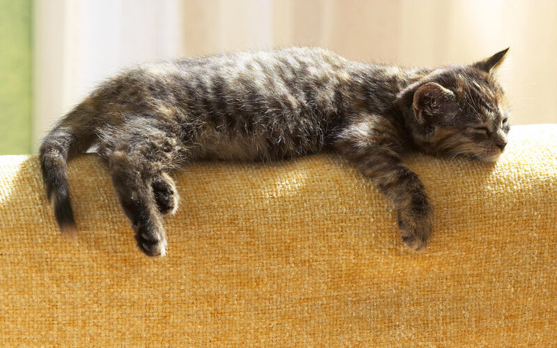Tabby Kitten Sleeping — Yellow, Peaceful, Morning