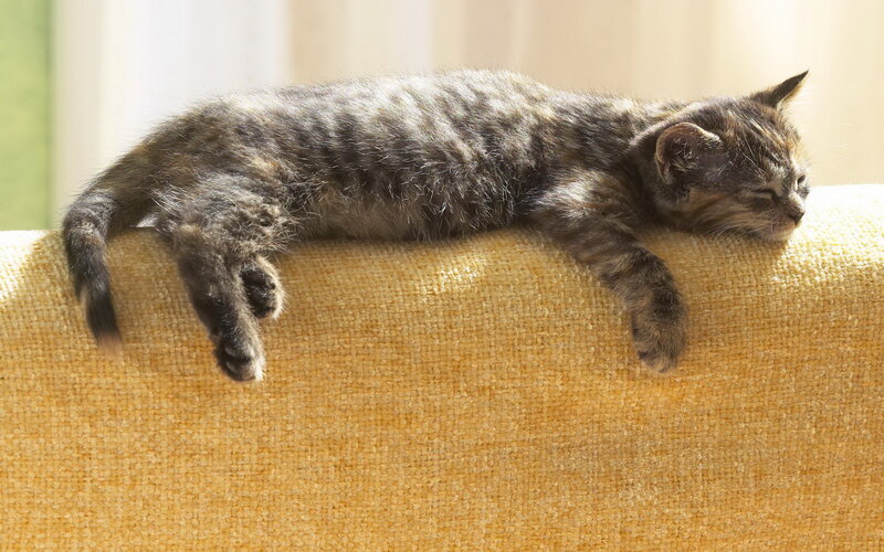 Tabby Kitten Sleeping — Yellow, Peaceful