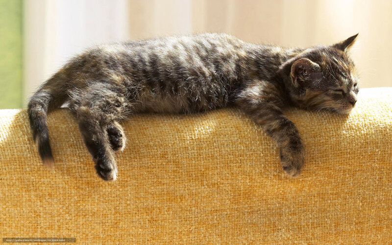 Tabby Kitten Sleeping — Yellow, Serene