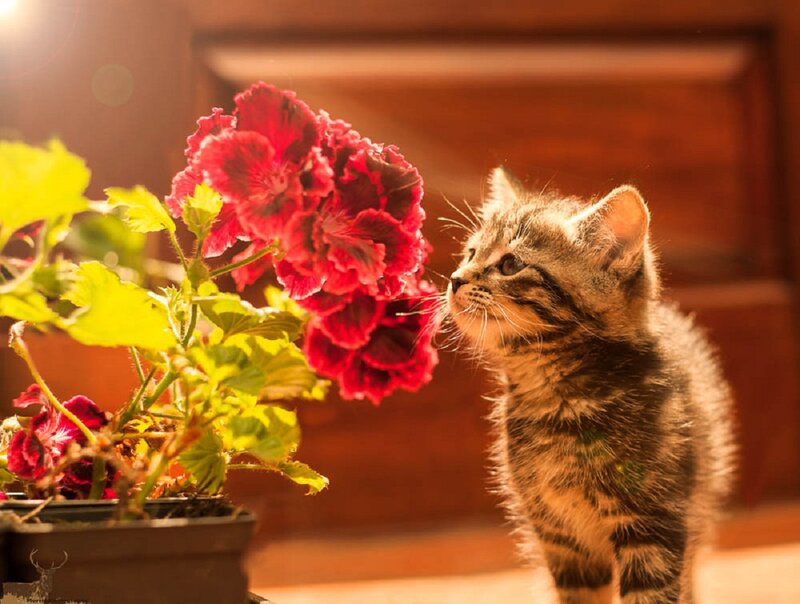 Tabby Kitten Sniffing Flower