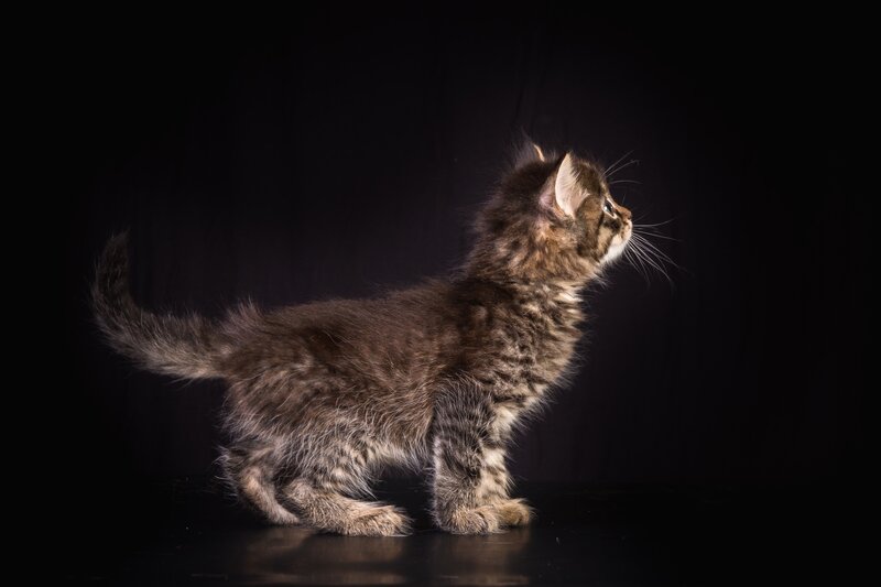 Tabby Kitten Standing — Black, Dramatic