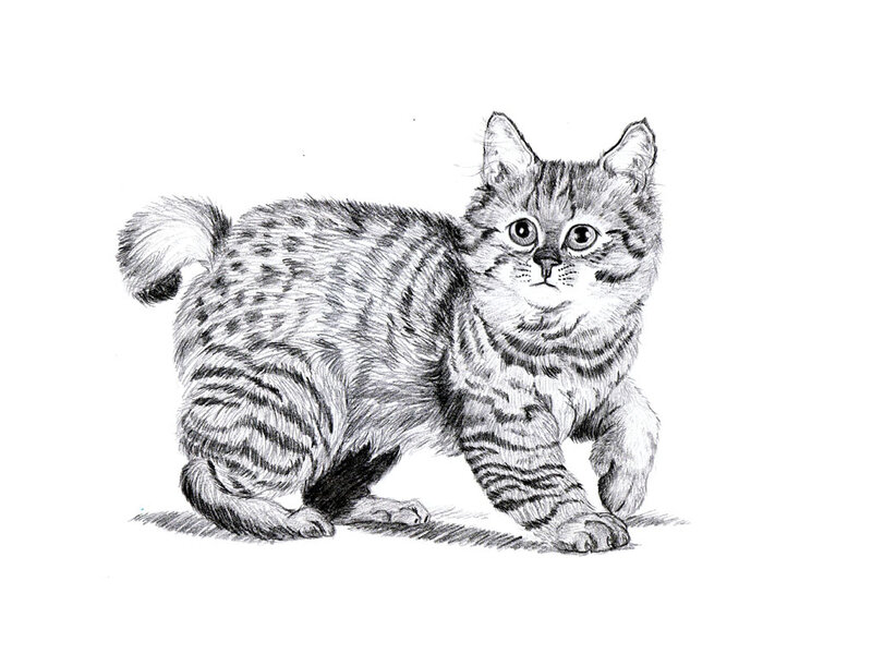Tabby Kitten Standing — Black