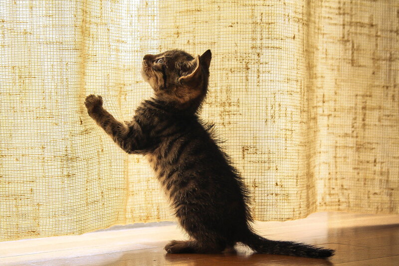 Tabby Kitten Standing — Brown, Calm, Afternoon