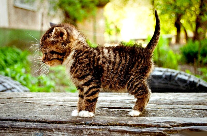 Tabby Kitten Standing — Brown, Calm