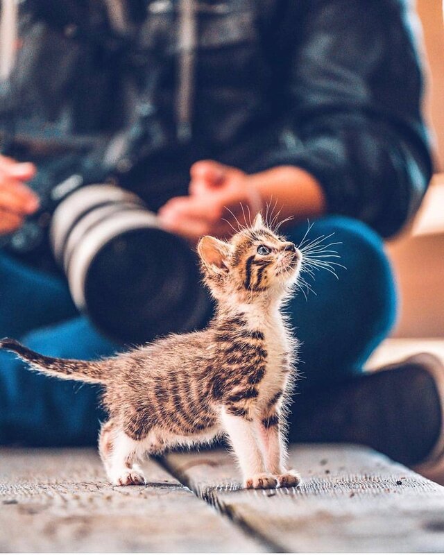 Tabby Kitten Standing — Brown, Curious