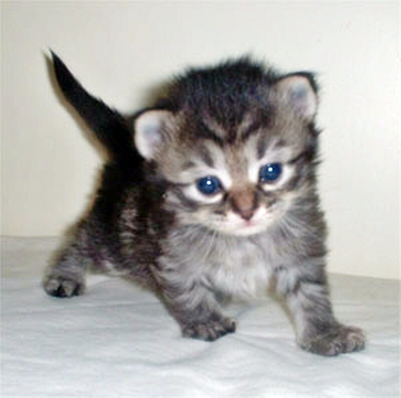 Tabby Kitten Standing — Gray