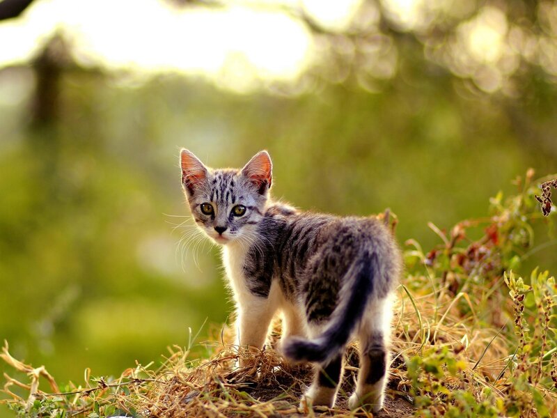 Tabby Kitten Standing — Green, Calm