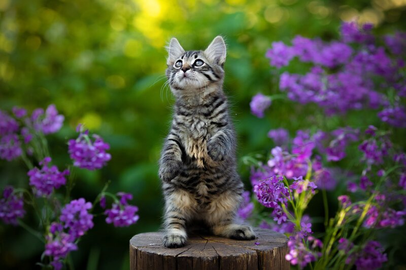 Tabby Kitten Standing — Purple
