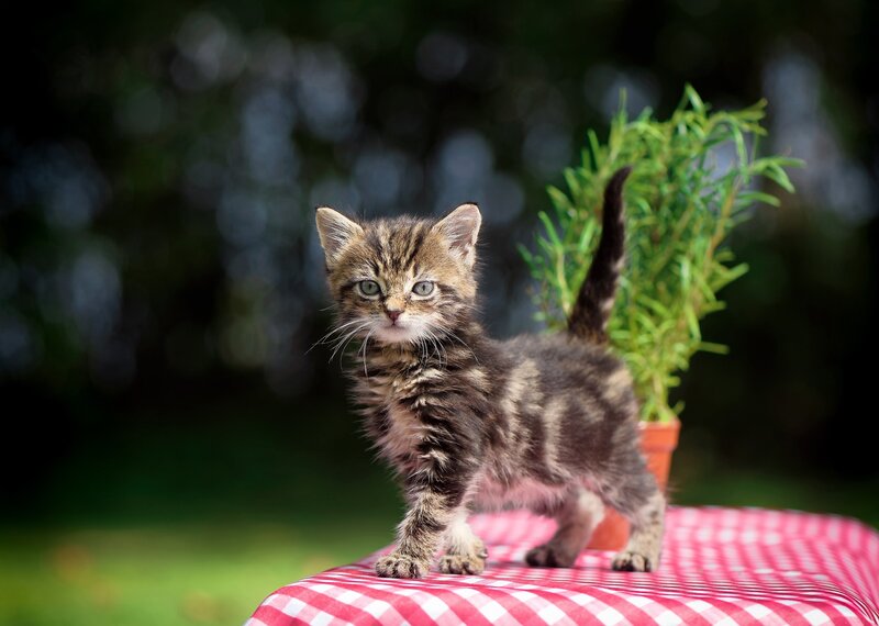 Tabby Kitten Standing — Red