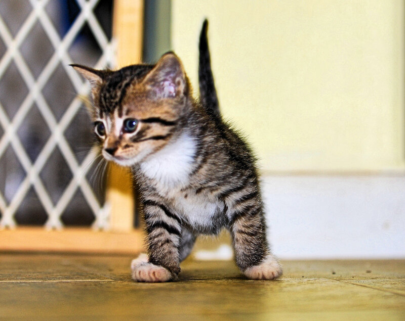 Tabby Kitten Standing