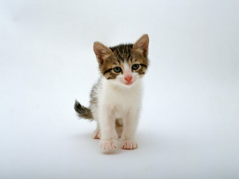 Tabby Kitten Standing — White, Neutral
