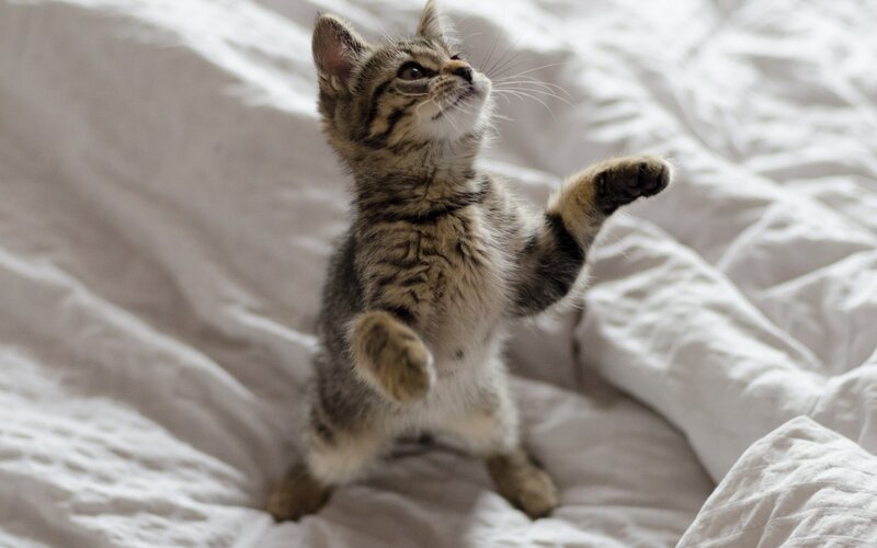 Tabby Kitten Standing — White, Playful, Photograph