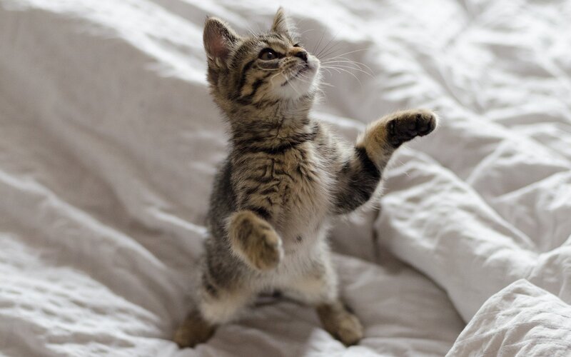 Tabby Kitten Standing — White, Playful