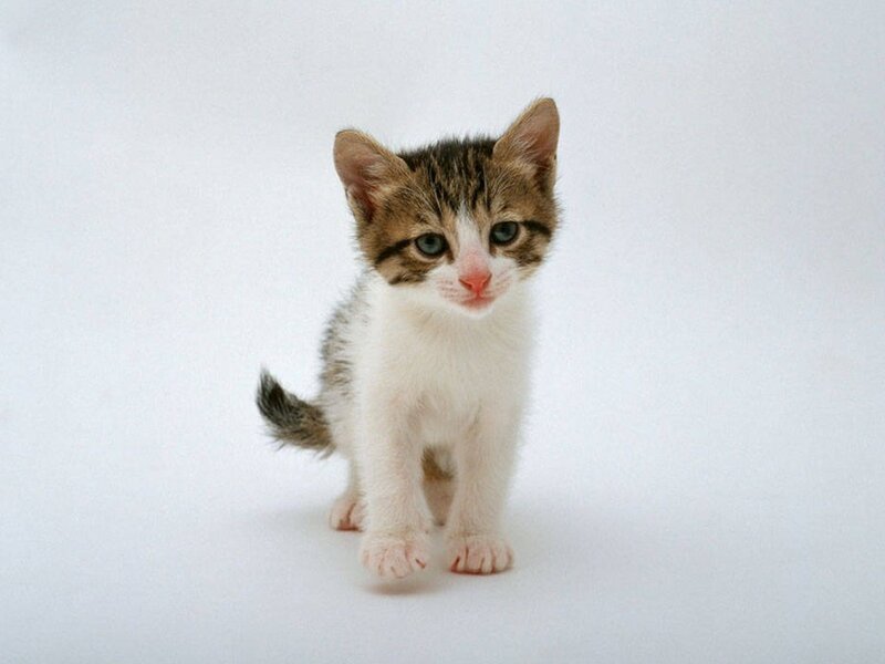 Tabby Kitten Standing — White
