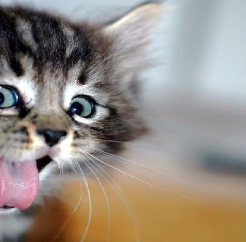 Tabby Kitten Sticking Out Tongue