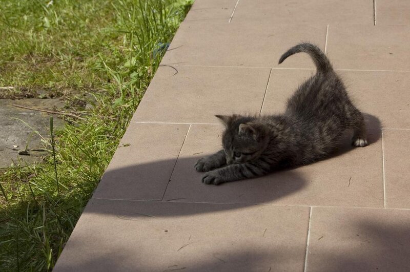 Tabby Kitten Stretching — Gray