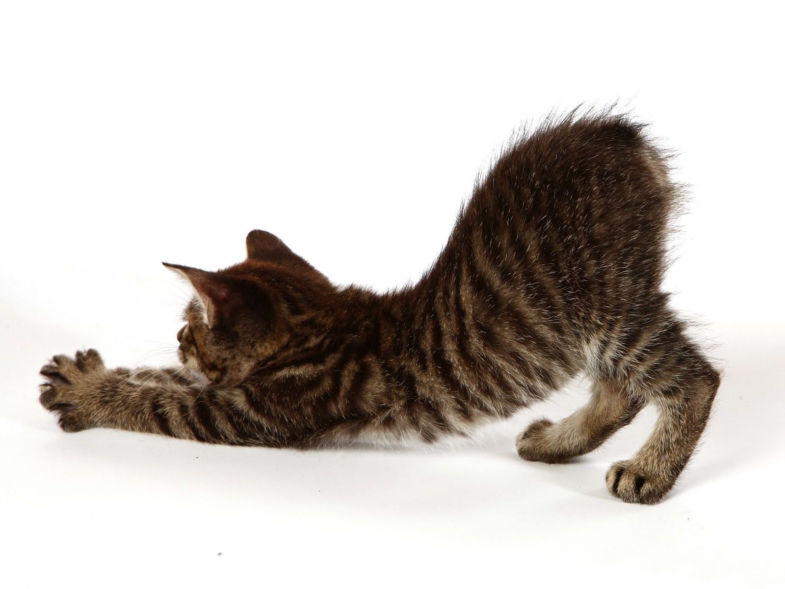 tabby kitten stretching