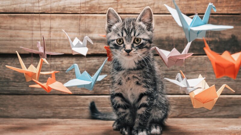Tabby Kitten Surrounded by Origami — Gray