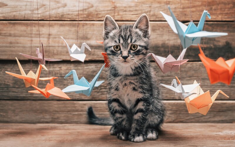 Tabby Kitten Surrounded by Origami