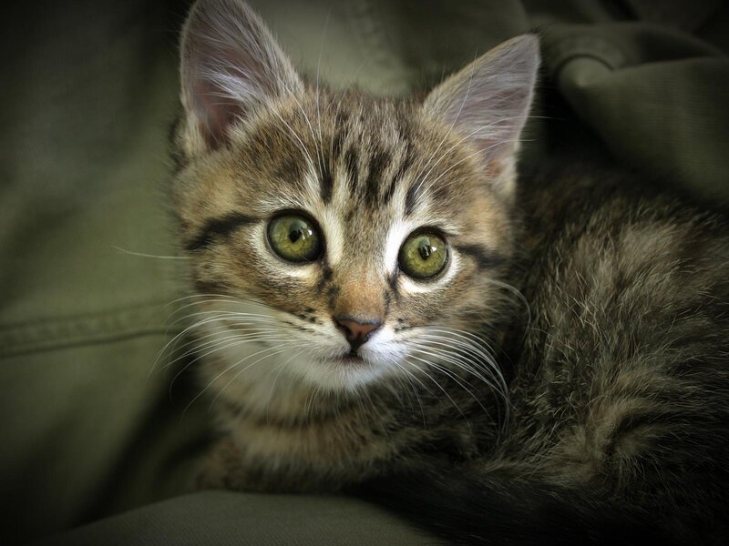 Tabby Kitten