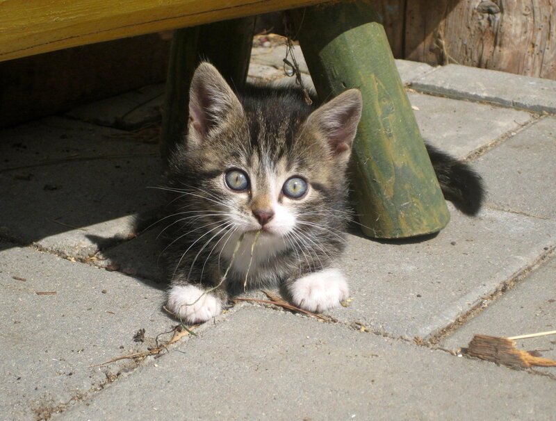 Tabby Kitten under Bench — Gray