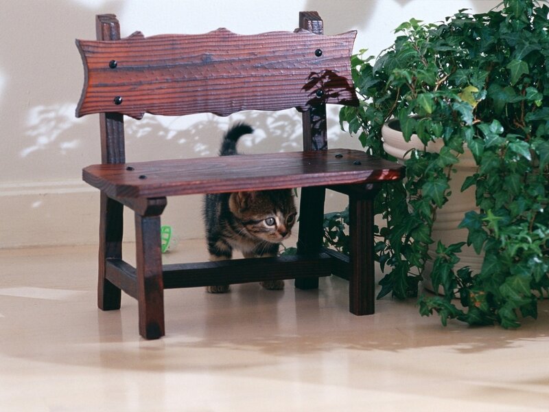 Tabby Kitten under Bench