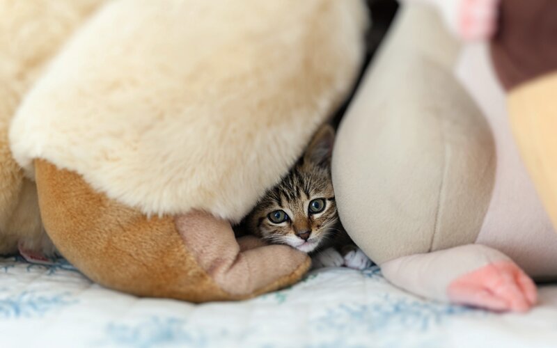 Tabby Kitten under Blanket — Beige