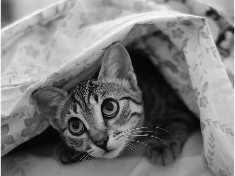 Tabby Kitten under Blanket — Black