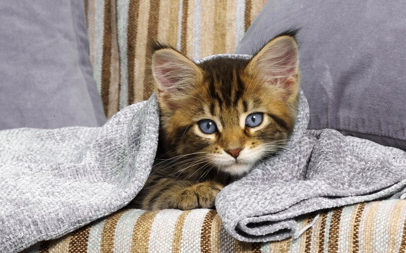 Tabby Kitten under Blanket — Gray, Calm