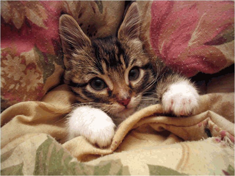 Tabby Kitten under Blanket