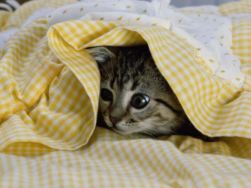 Tabby Kitten under Blanket — Yellow