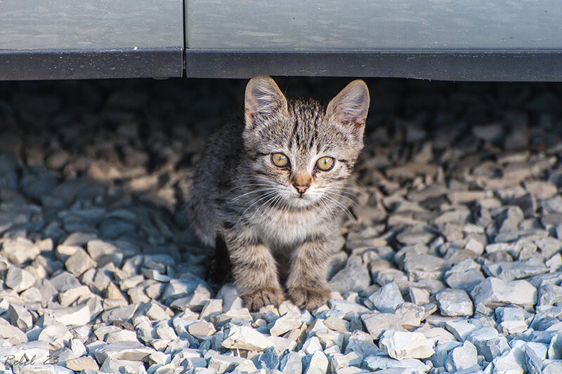 Tabby Kitten under Car