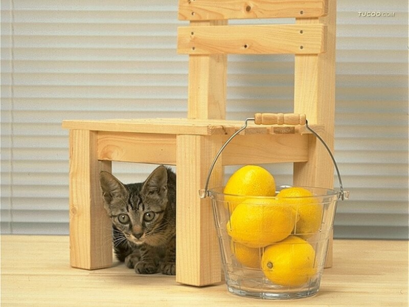 Tabby Kitten under Chair